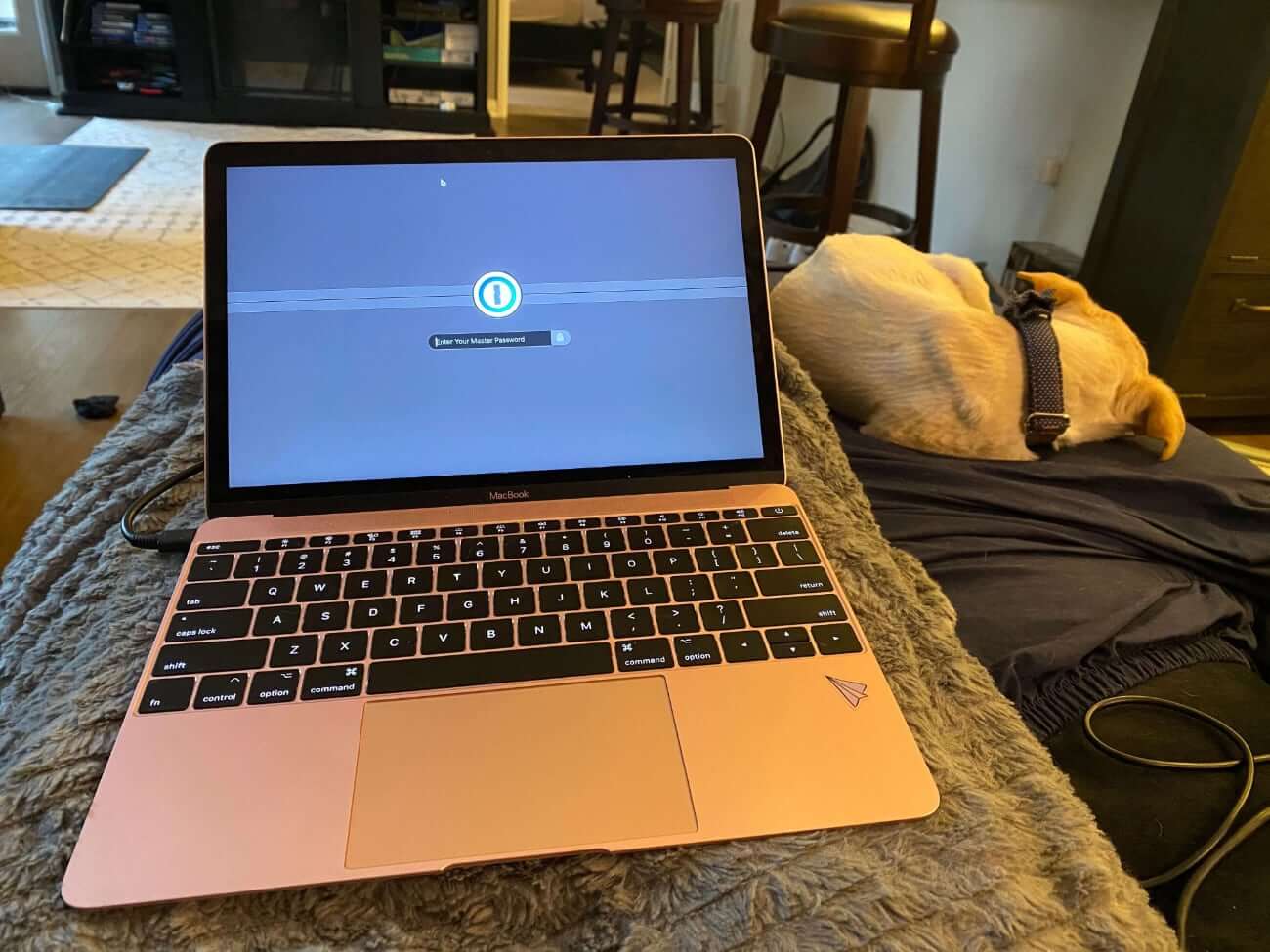 Image of Jackie's laptop on her lap with dog on the sofa